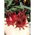 Factory Price Dry Roselle Powder Roselle Leaves